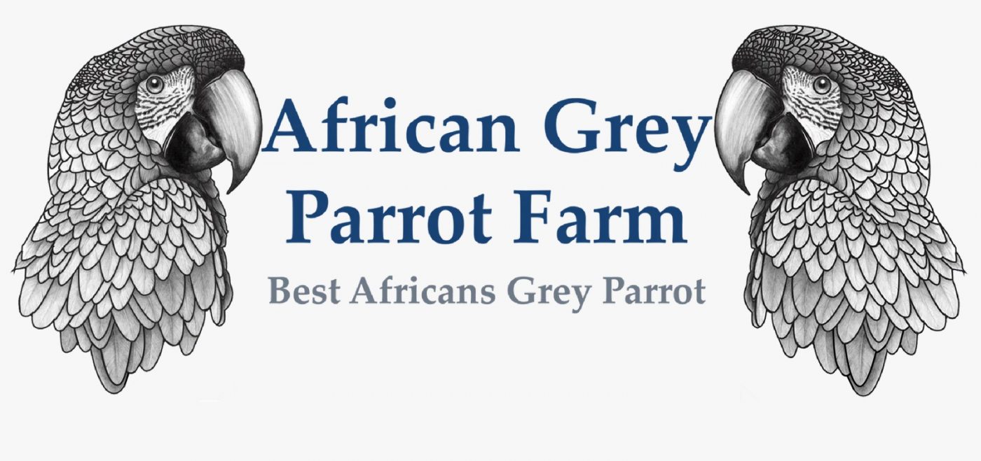 Real African Grey Parrots